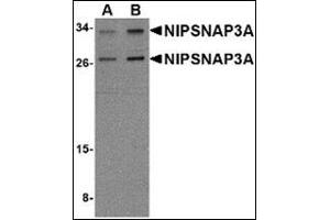 Western blot analysis of NIPSNAP3A in mouse brain tissue lysate with NIPSNAP3A antibody at (A) 0. (NIPSNAP3A 抗体  (Center))