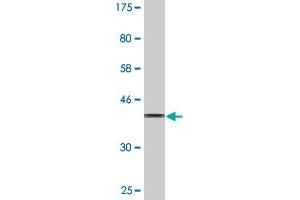 Western Blot detection against Immunogen (35. (SIGLEC12 抗体  (AA 503-595))