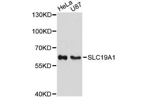 Western blot analysis of extracts of various cell lines, using SLC19A1 antibody (ABIN6291461) at 1:3000 dilution. (SLC19A1 抗体)