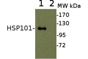 Heat-Shock Protein 101 (HSP101) (N-Term) 抗体