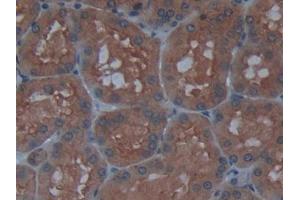 DAB staining on IHC-P; Samples: Human Kidney Tissue (AGLU 抗体  (AA 213-392))