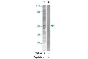 Western blot analysis of extracts from NIH/3T3 cells treated with TNF-a (20 ng/mL, 30 min), using CASP9 polyclonal antibody . (Caspase 9 抗体)