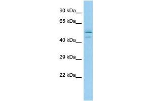 Host: Rabbit Target Name: Tinag Sample Type: Rat Testis lysates Antibody Dilution: 1. (TINAG 抗体  (Middle Region))