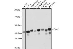 Western blot analysis of extracts of various cell lines, using CaMKI Rabbit mAb (ABIN7266016) at 1:1000 dilution. (CAMK1 抗体)