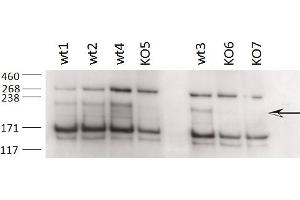 Western Blotting (WB) image for anti-Zinc Finger, CCHC Domain Containing 11 (ZCCHC11) (AA 830-844) antibody (ABIN1105101) (ZCCHC11 抗体  (AA 830-844))