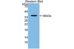 Western Blotting (WB) image for anti-5'-Nucleotidase, Cytosolic III (NT5C3) (AA 52-336) antibody (ABIN1980362) (NT5C3 抗体  (AA 52-336))