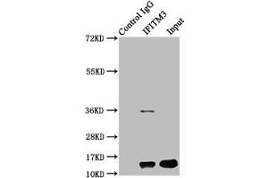 Immunoprecipitating IFITM3 in HepG2 whole cell lysate Lane 1: Rabbit control IgG instead of ABIN7156687 in HepG2 whole cell lysate.