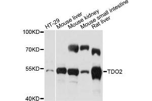 Western blot analysis of extracts of various cell lines, using TDO2 antibody (ABIN6292384) at 1:500 dilution. (TDO2 抗体)