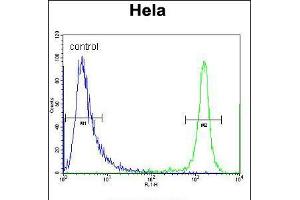 Flow cytometric analysis of Hela cells (right histogram) compared to a negative control cell (left histogram). (DRG1 抗体  (C-Term))