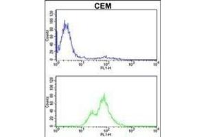 PRKCA Antibody (N-term) (ABIN652517 and ABIN2842346) flow cytometric analysis of CEM cells (bottom histogram) compared to a negative control cell (top histogram). (PKC alpha 抗体  (N-Term))
