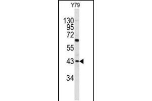 Western blot analysis of PRELP antibody in Y79 cell line lysates (35ug/lane) (PRELP 抗体  (C-Term))