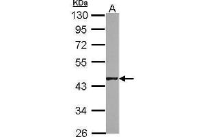 WB Image Sample (50 ug of whole cell lysate) A: mouse testis 10% SDS PAGE antibody diluted at 1:1000 (HSFY1 抗体)