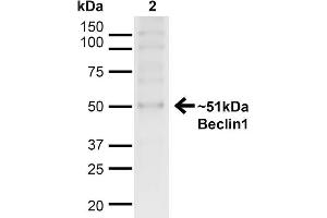 Western blot analysis of Human HeLa cell lysates showing detection of ~51kDa Beclin 1 protein using Rabbit Anti-Beclin 1 Polyclonal Antibody . (Beclin 1 抗体  (C-Term))
