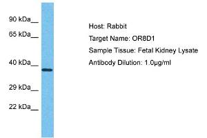 Host: Rabbit Target Name: OR8D1 Sample Type: Fetal Kidney lysates Antibody Dilution: 1. (OR8D1 抗体  (C-Term))
