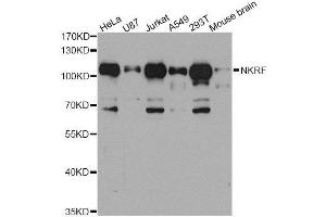 Western blot analysis of extracts of various cell lines, using NKRF antibody. (NKRF 抗体  (AA 391-690))