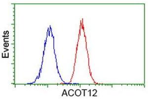 Image no. 3 for anti-Acyl-CoA Thioesterase 12 (ACOT12) antibody (ABIN1496417) (ACOT12 抗体)