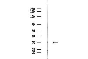 Western blot analysis of lysates from HepG2 cells(heat-shock,45 min treatment), using CREM Antibody at 1/1000 dilution.