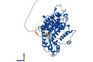 Protein Structure (PS) image for Glutamate Decarboxylase 2 (Pancreatic Islets and Brain, 65kDa) (GAD2) (AA 1-585) protein (His tag) (ABIN7546977)