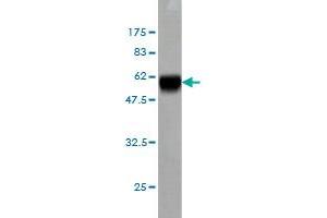 Western Blot detection against Immunogen (59.