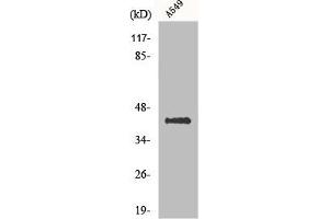 Western Blot analysis of A549 cells using Flotillin-2 Polyclonal Antibody (Flotillin 2 抗体  (Internal Region))