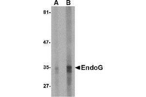 Western Blotting (WB) image for anti-Endonuclease G (ENDOG) antibody (ABIN1031747) (Endonuclease G 抗体)