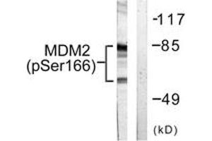 Western blot analysis of extracts from COS7 cells, using MDM2 (Phospho-Ser166) Antibody. (MDM2 抗体  (pSer166))