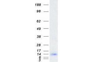 Western Blotting (WB) image for Small Proline Rich Protein 1A (SPRR1A) protein (Myc-DYKDDDDK Tag) (ABIN2732616)