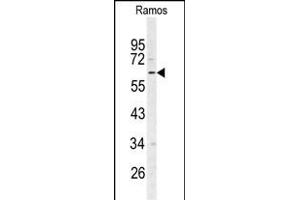 Western blot analysis of RIP3 (RIPK3) Antibody (N-term) (ABIN391272 and ABIN2841322) in Ramos cell line lysates (35 μg/lane). (RIPK3 抗体  (N-Term))