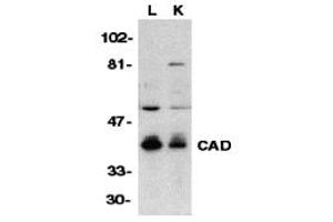 Western Blotting (WB) image for anti-Carbamoyl-Phosphate Synthetase 2, Aspartate Transcarbamylase, and Dihydroorotase (CAD) (C-Term) antibody (ABIN1030307) (CAD 抗体  (C-Term))