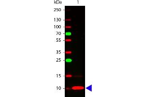 Western Blot of Rabbit anti-Fractalkine antibody. (CX3CL1 抗体)