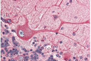Human Brain, Cerebellum (formalin-fixed, paraffin-embedded) stained with BCAP31 antibody ABIN305788 at 2. (BCAP31 抗体  (C-Term))