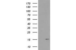 Western Blotting (WB) image for anti-Family with Sequence Similarity 127, Member C (FAM127C) antibody (ABIN1498197) (FAM127C 抗体)