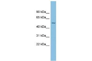 WB Suggested Anti-ESRRG Antibody Titration: 0. (ESRRG 抗体  (N-Term))
