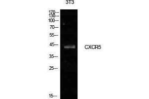Western Blot (WB) analysis of NIH-3T3 cells using Blr1 Polyclonal Antibody. (CXCR5 抗体  (Internal Region))