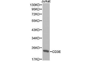 Western blot analysis of extracts of Jurkat cell lines, using CD3E antibody. (CD3 epsilon 抗体  (AA 25-207))