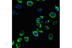 Immunofluorescent analysis of A549 cells using ABIN7163728 at a dilution of 1:100 and Alexa Fluor 488-congugated AffiniPure Goat Anti-Mouse IgG(H+L). (PODXL 抗体)