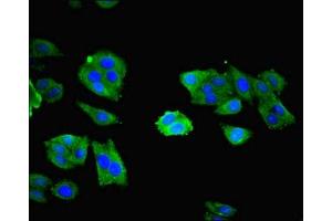Immunofluorescent analysis of HepG2 cells using ABIN7161940 at dilution of 1:100 and Alexa Fluor 488-congugated AffiniPure Goat Anti-Rabbit IgG(H+L) (NXF5 抗体  (AA 1-200))