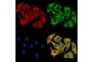 Fas Ligand Mouse Monoclonal Antibody staining HepG2 cells by IF/ICC. (FASL 抗体  (Internal Region))