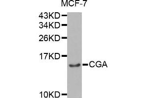 Western blot analysis of extracts of MCF-7 cell line, using CGA antibody. (CGA 抗体  (AA 25-116))