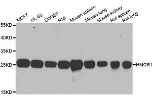 Western blot analysis of extracts of various cell lines, using HMGB1 antibody.