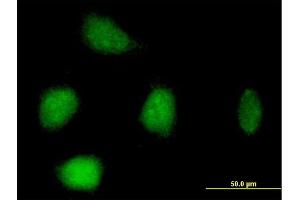 Immunofluorescence of purified MaxPab antibody to RFC3 on HeLa cell.
