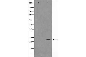 Western blot analysis on HeLa cell lysate using TALL-2 Antibody,The lane on the left is treated with the antigen-specific peptide. (TNFSF13 抗体  (Internal Region))