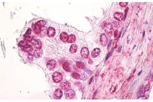 Anti-SS18 / SYT antibody IHC staining of human prostate.