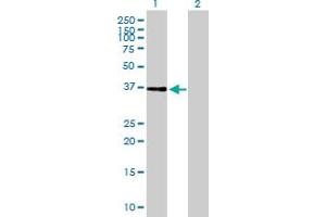 Western Blot analysis of NIF3L1 expression in transfected 293T cell line by NIF3L1 MaxPab polyclonal antibody. (NIF3L1 抗体  (AA 1-350))