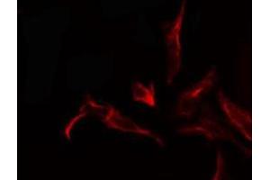ABIN6278485 staining  293 cells by IF/ICC. (Krs-1/2 抗体)