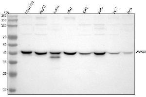Western blot analysis of WWOX using anti-WWOX antibody (ABIN5693294). (WWOX 抗体  (AA 1-245))