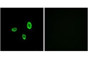 Immunofluorescence (IF) image for anti-Olfactory Receptor, Family 10, Subfamily G, Member 7 (OR10G7) (AA 234-283) antibody (ABIN1536026)