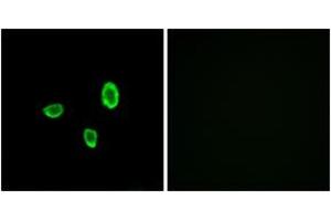 Immunofluorescence analysis of A549 cells, using OR10G7 Antibody. (OR10G7 抗体  (AA 234-283))