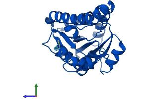 Protein Structure (PS) image for Carbonyl Reductase 4 (CBR4) (AA 1-237) protein (His tag) (ABIN7553079)