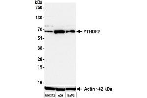 Western Blotting (WB) image for anti-YTH Domain Family, Member 2 (YTHDF2) (AA 300-350) antibody (ABIN7795702)
